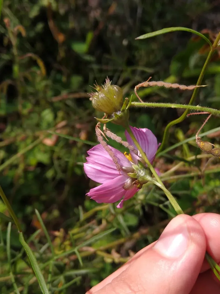 Cosmos Crithmifolius