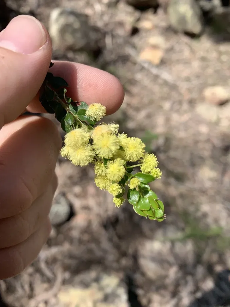 Acacia Clandullensis
