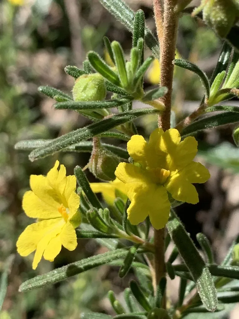 Hibbertia Cistoidea