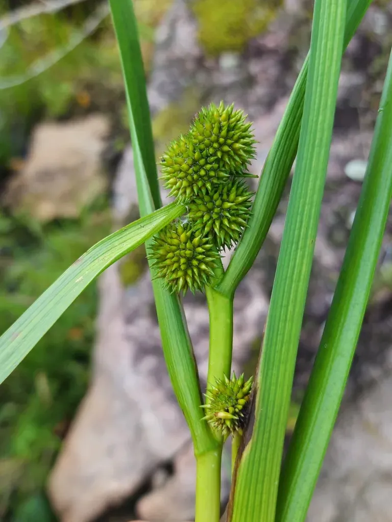 Northern Bur-reed