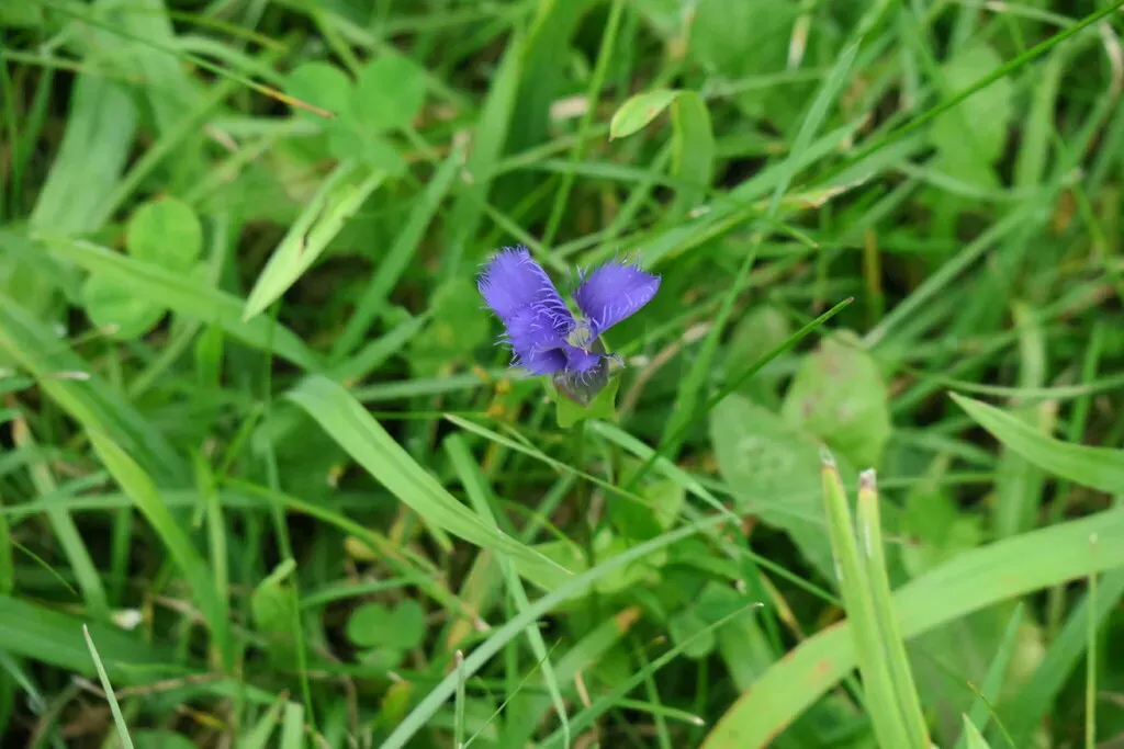 Lesser Fringed Gentian