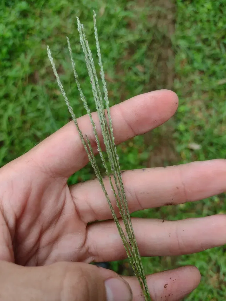 Digitaria Stricta