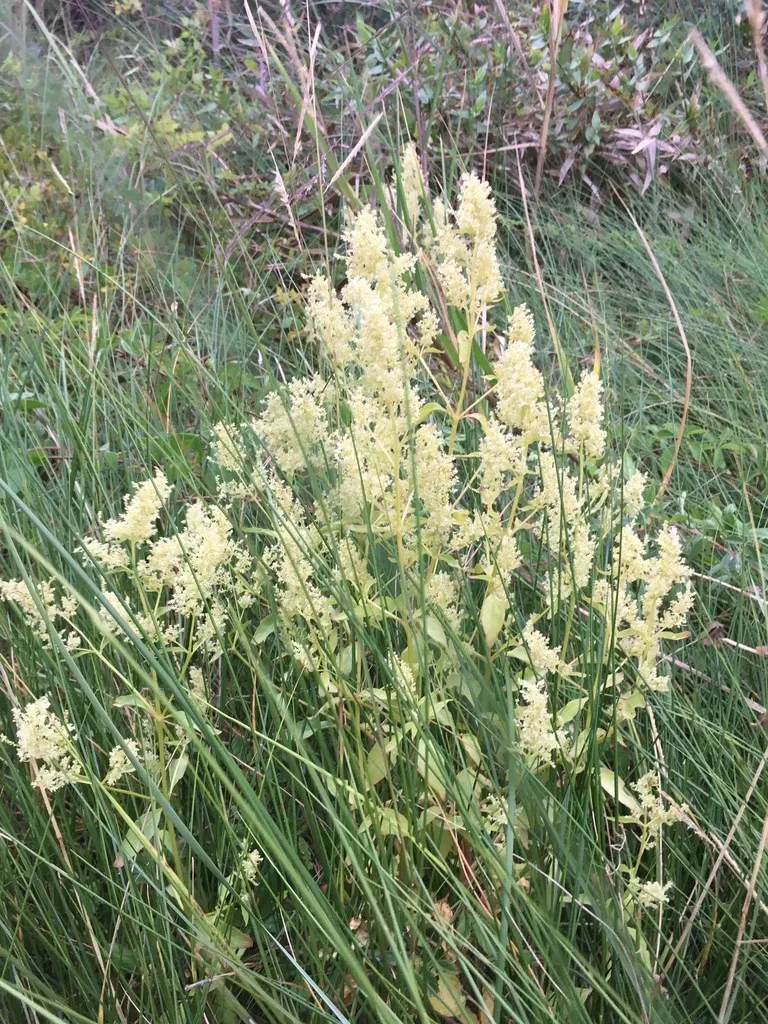 Juda's Bush