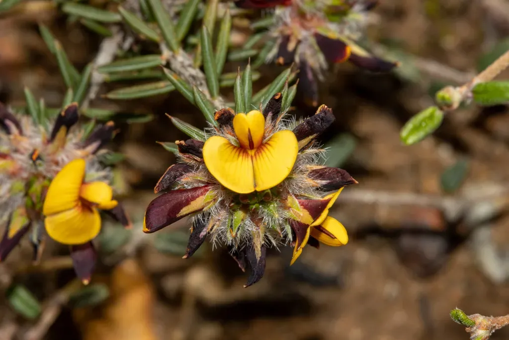 Pultenaea Indira