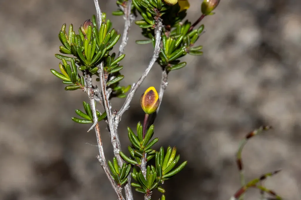 Hibbertia Gracilipes