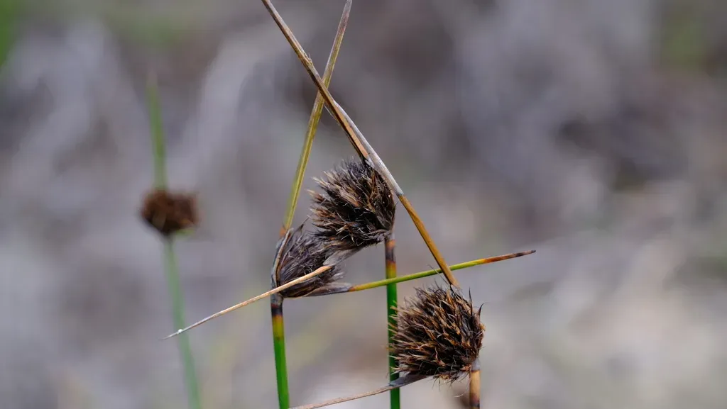 Semaphore Sedge