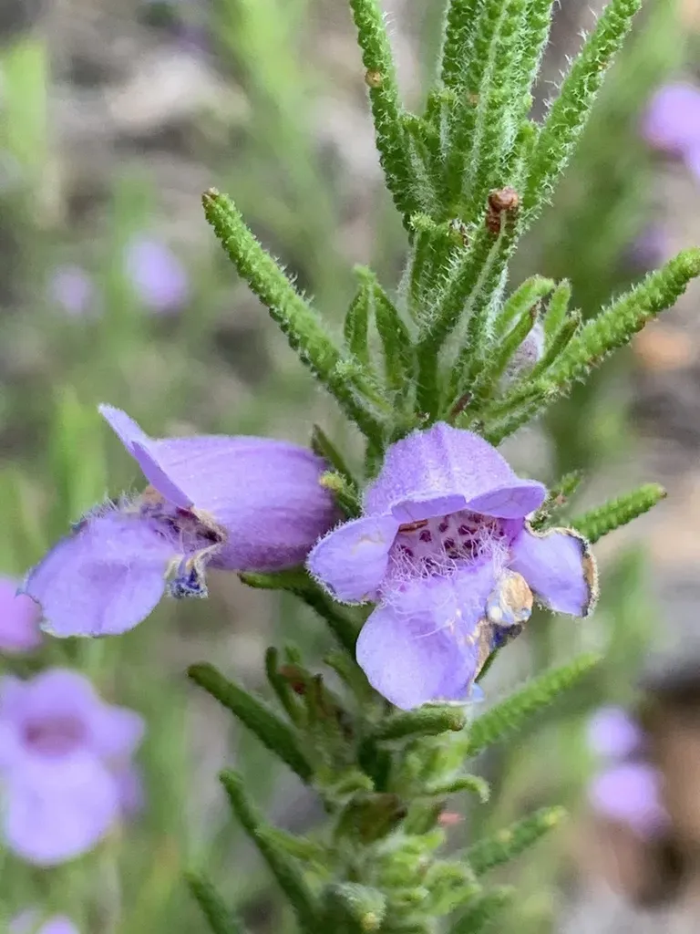 Chloanthes Parviflora