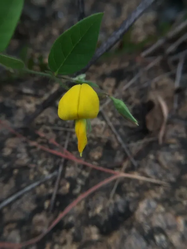 Crotalaria Prostrata