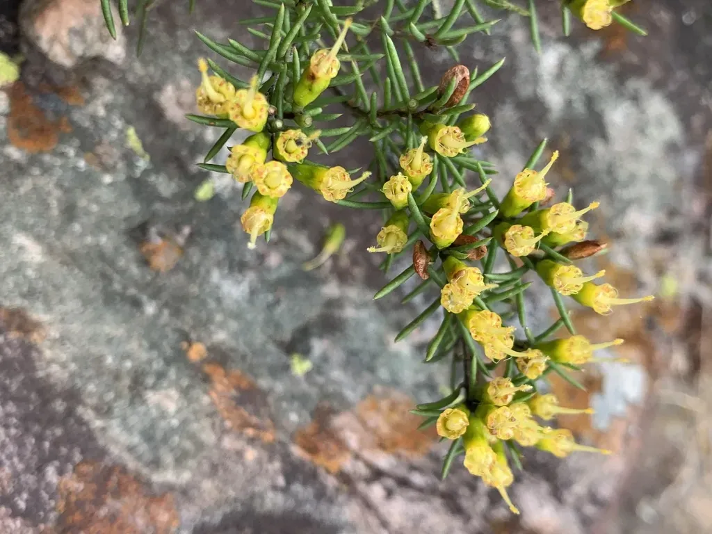 Homoranthus Flavescens