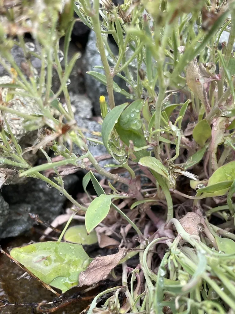 Elegant Hawk's-beard