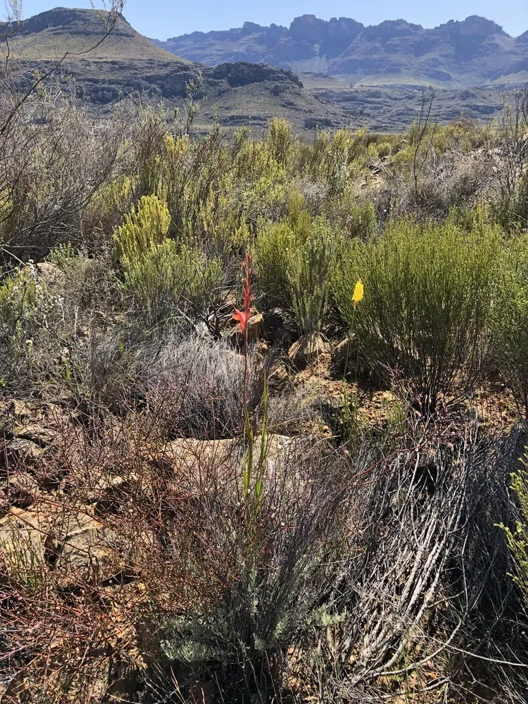 Namaqua Watsonia