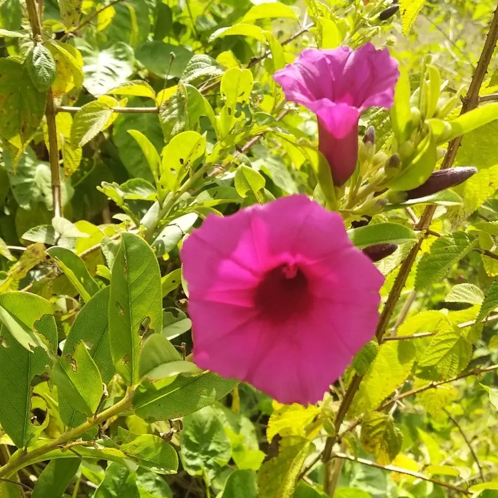 Purple Morning Glory