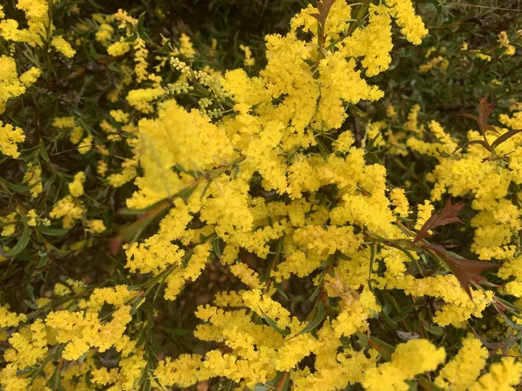 Spurwing Wattle