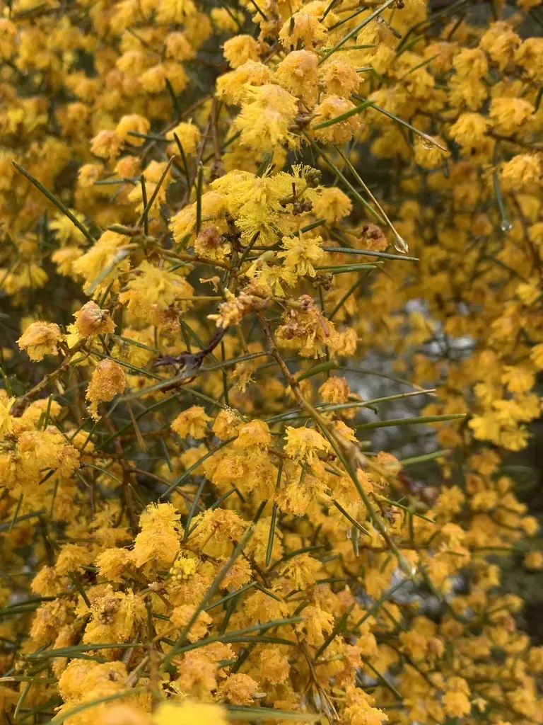 Acacia Sertiformis