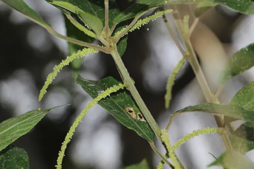 Acalypha Diversifolia