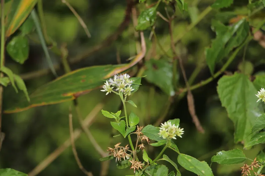 Critoniella Acuminata