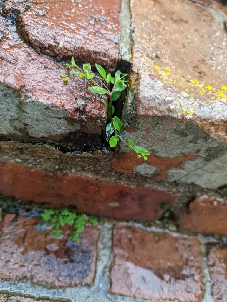 Leptopetalum Biflorum