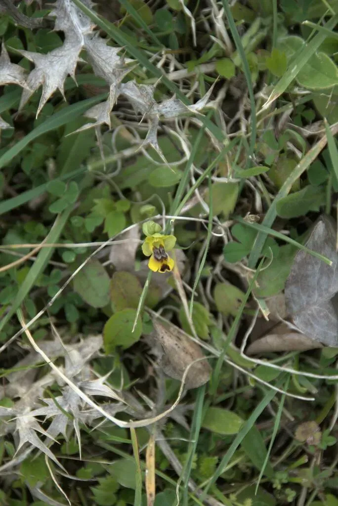 Lesser Yellow Bee Orchid