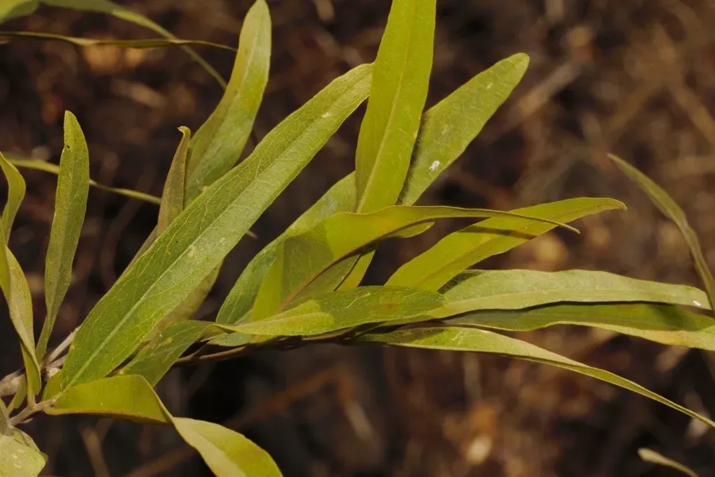 Willowleaved Shepherdstree