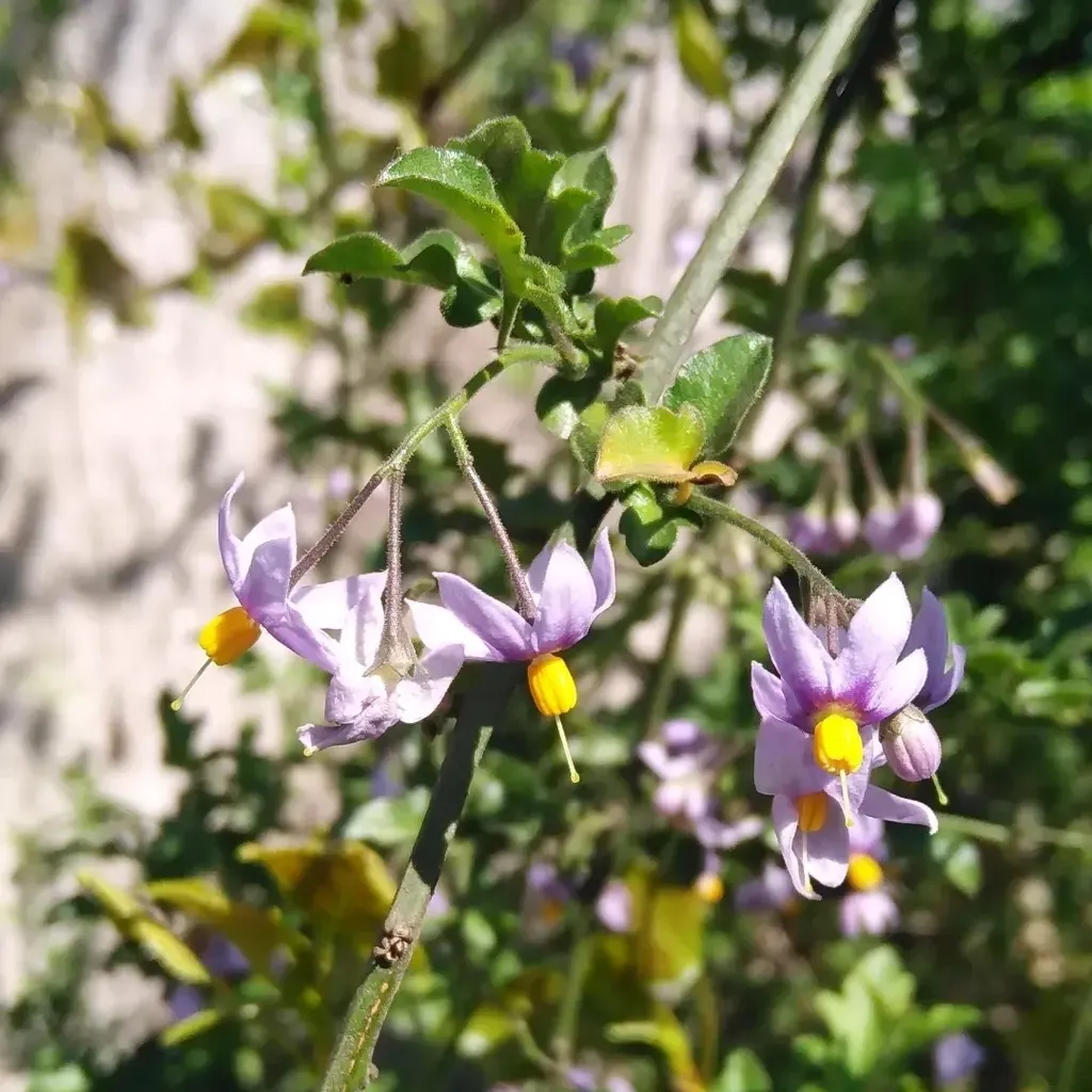 Solanum Alphonsei