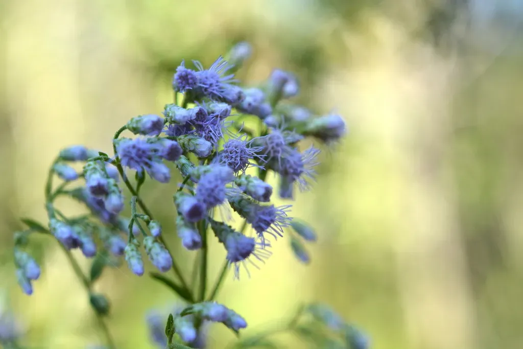 Ivyleaf Thoroughwort