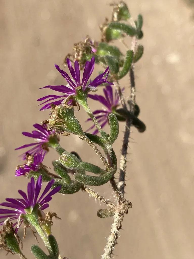 Drosanthemum Barkerae