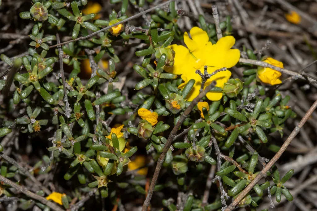 Hibbertia Ancistrophylla