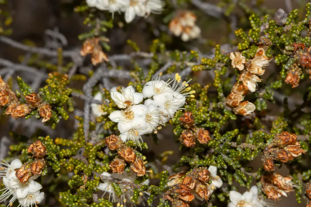Phebalium Tuberculosum
