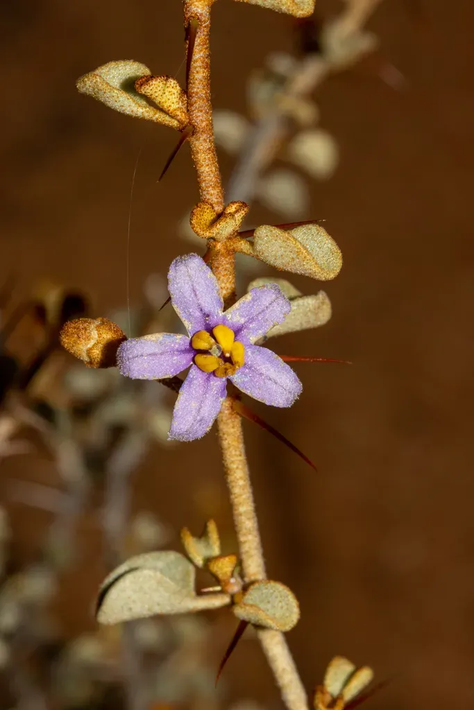 Solanum Nummularium