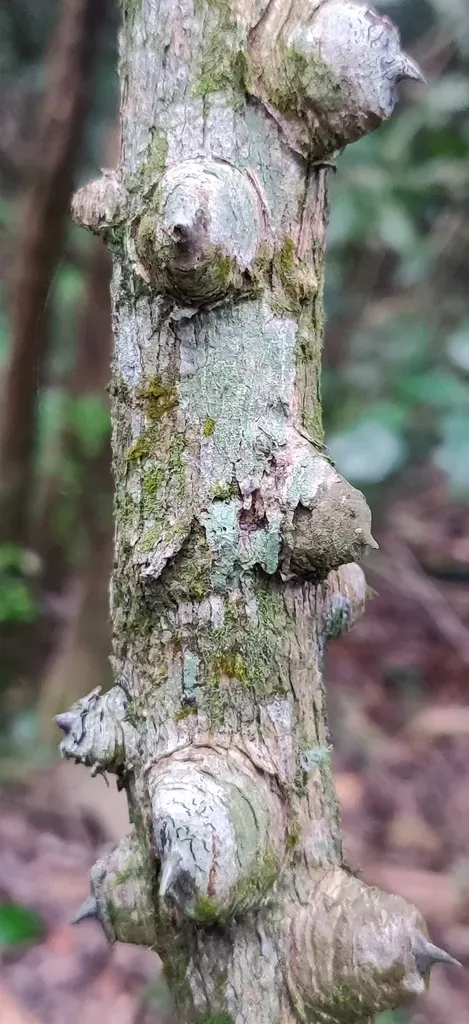 Mezoneuron Cucullatum