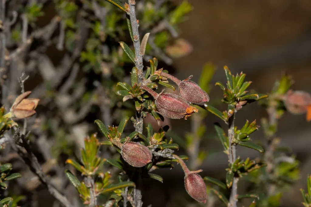 Hibbertia Eatoniae