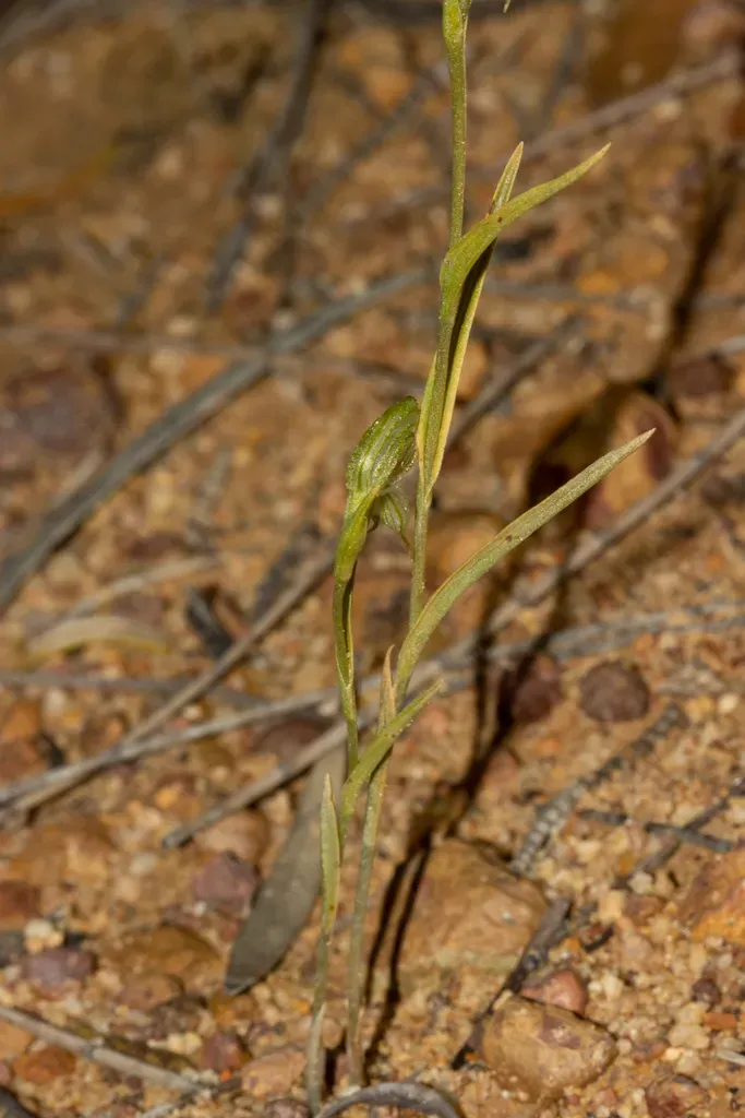 Pterostylis Occulta