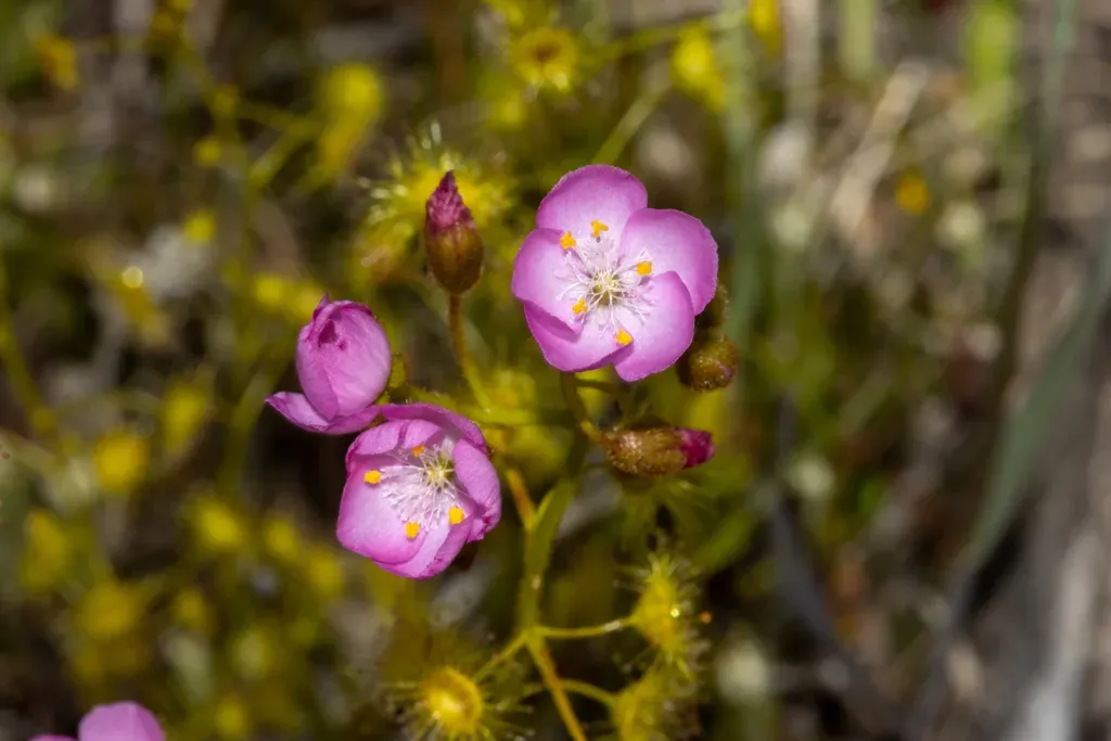 Drosera Stricticaulis