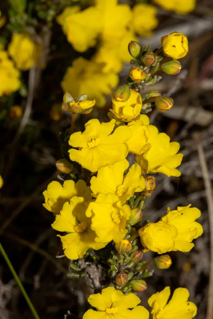 Hibbertia Avonensis