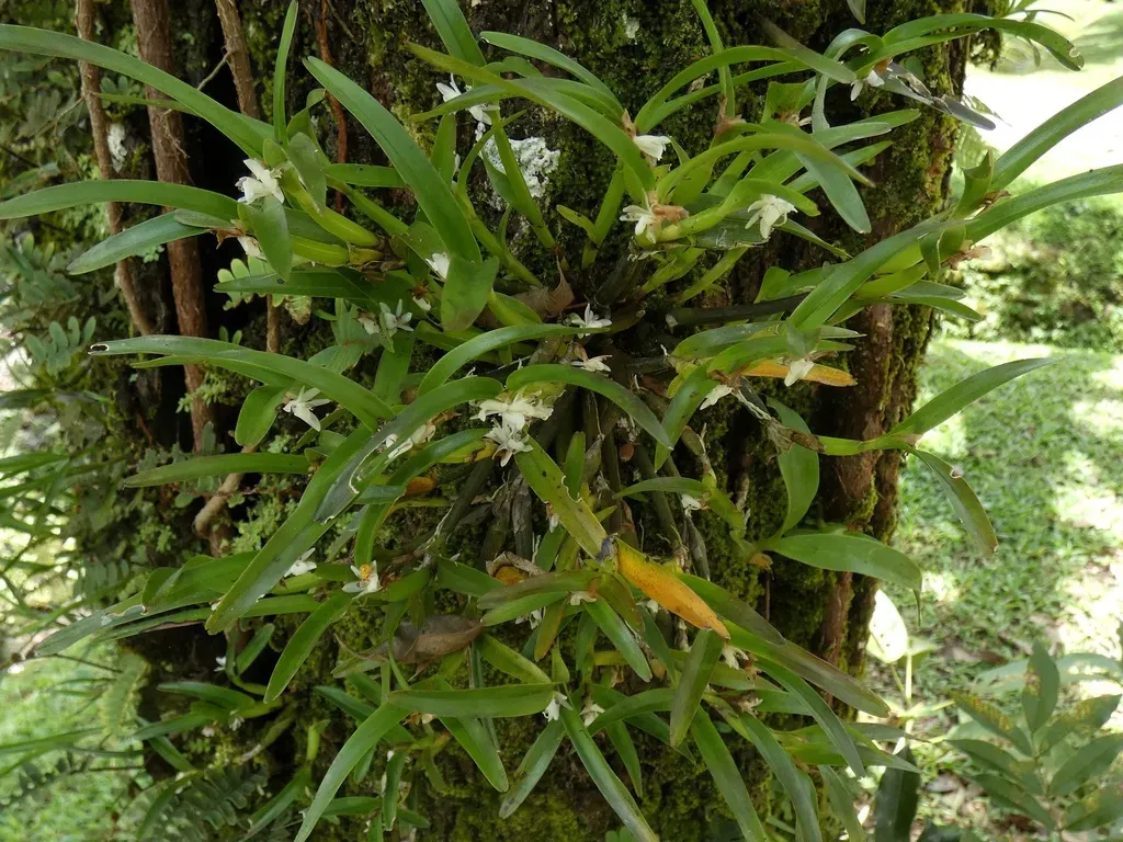 Scaphyglottis Prolifera