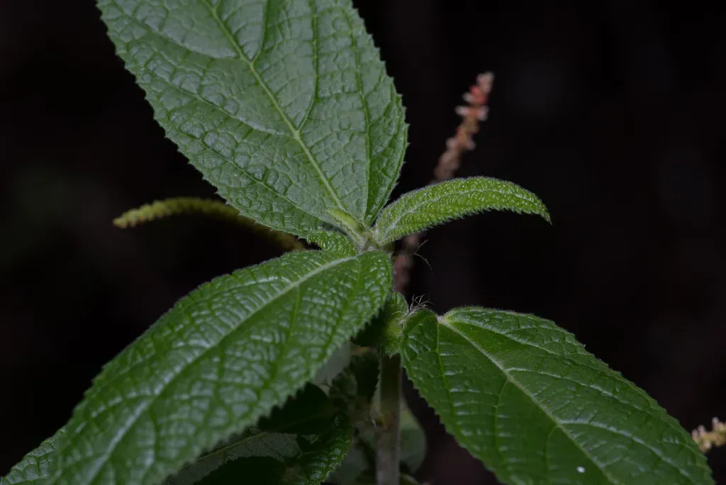 Large Leaf Acalypha