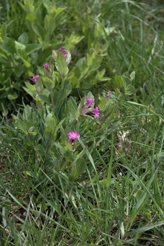 Red Campion