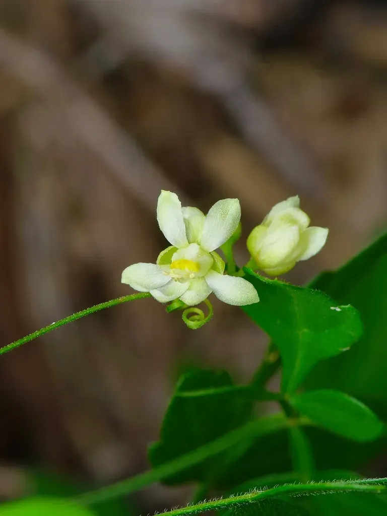 Chihuahuan Balloon Vine