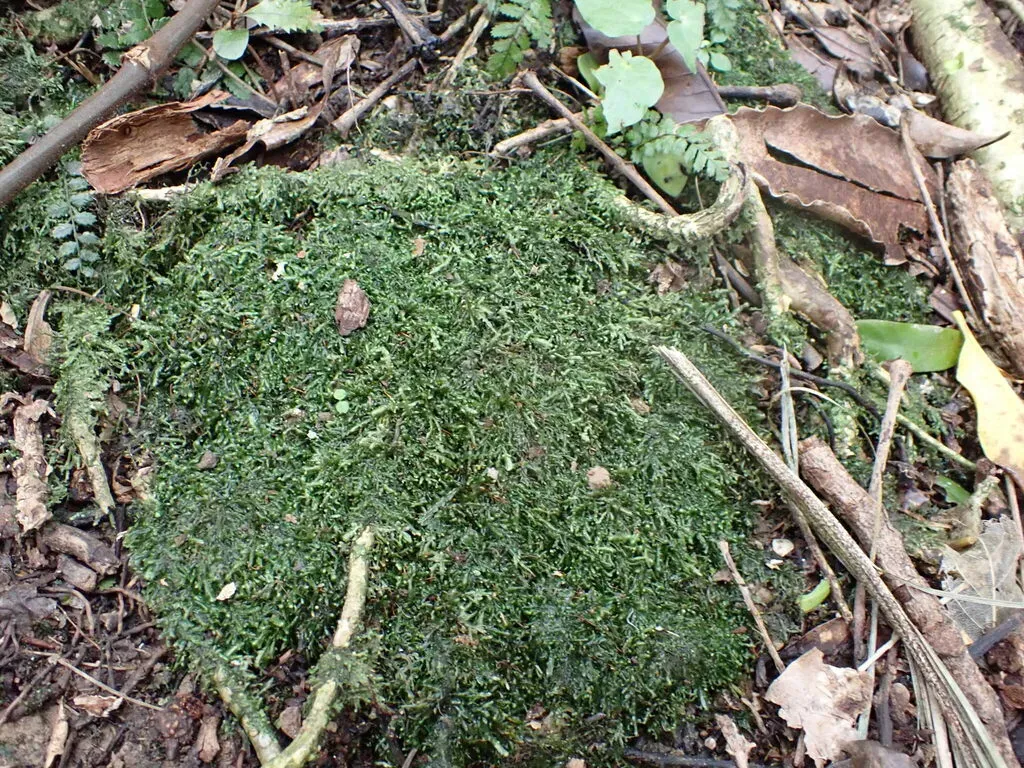 Pendulothecium Punctatum