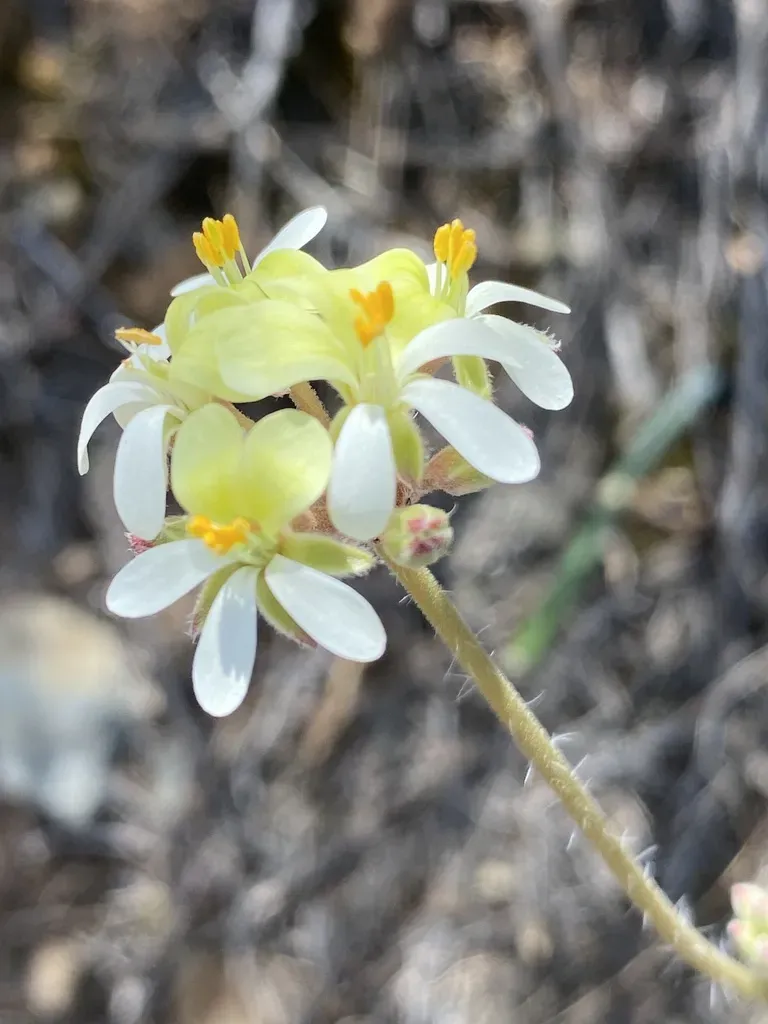 Pelargonium Ochroleucum