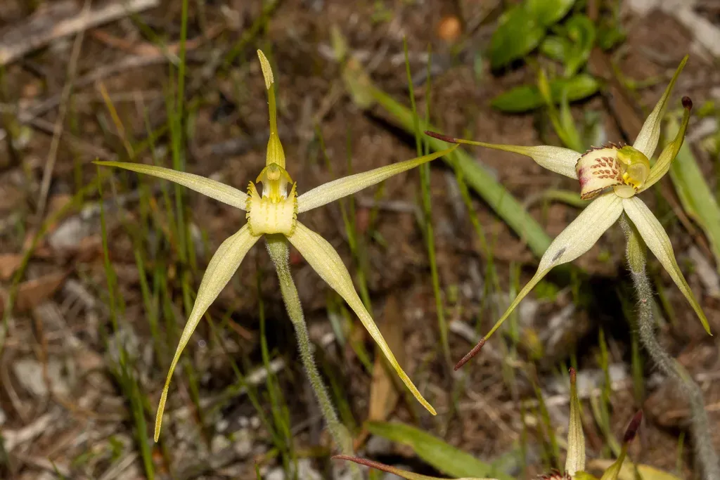 Caladenia Xanthochila