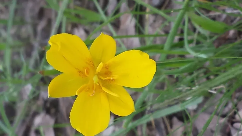 Calochortus Venustulus