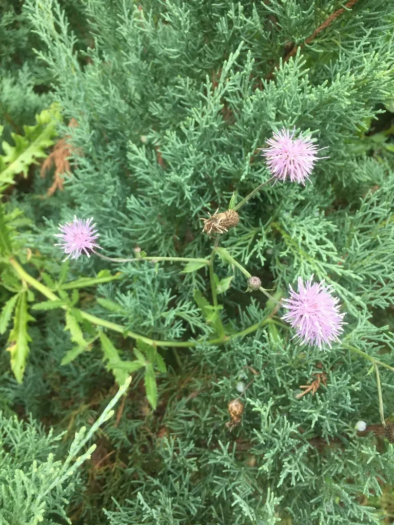 Canada Thistle