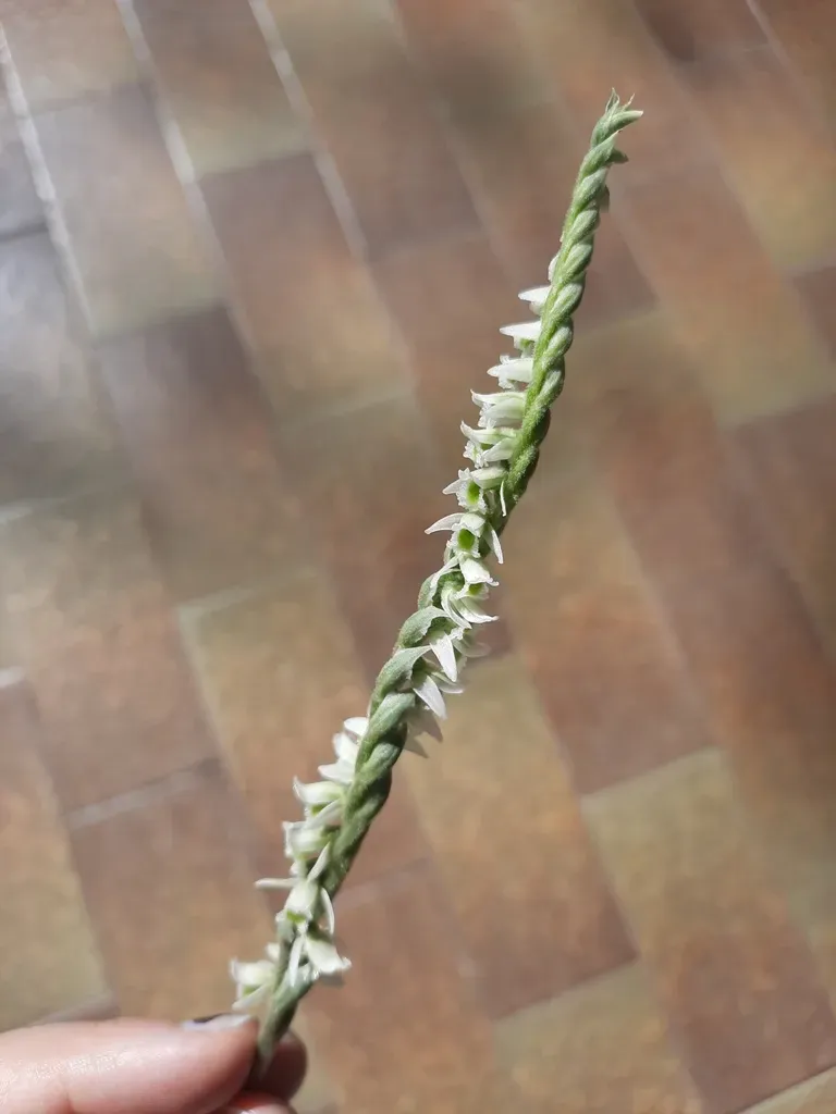 Autumn Lady's Tresses