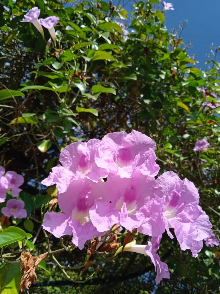 Bignonia Sciuripabulum