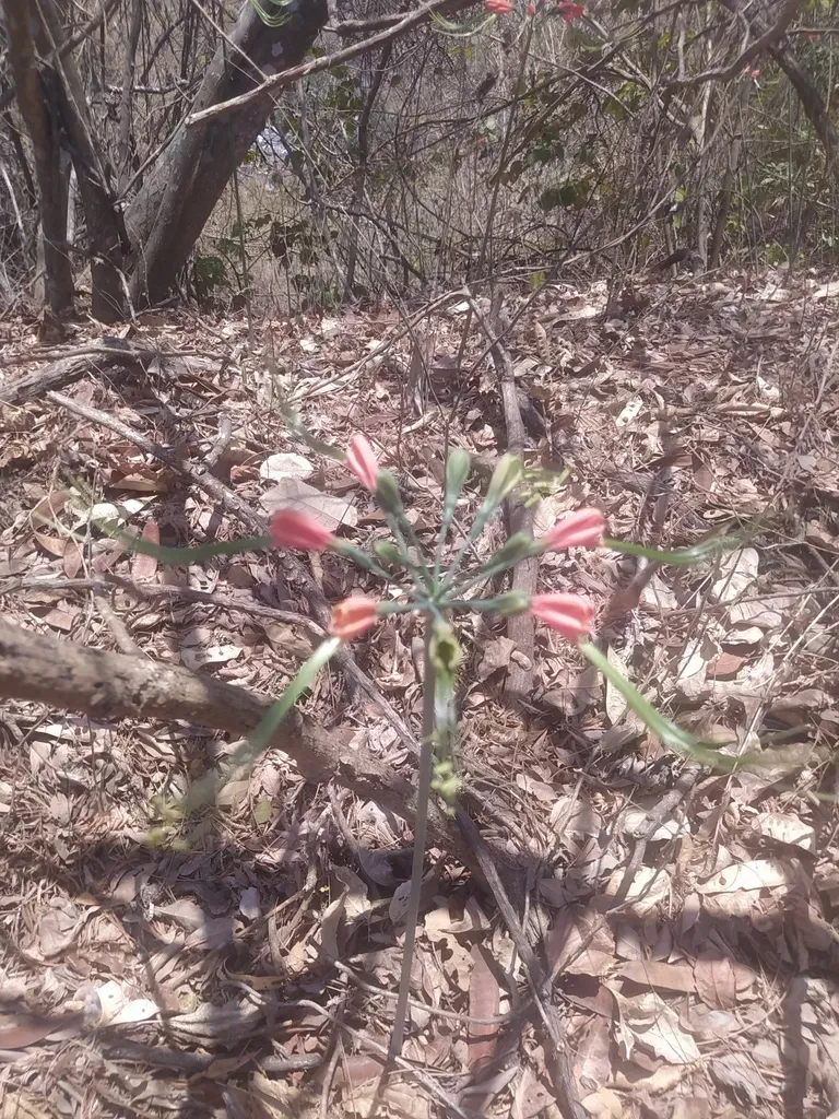 Eucrosia Eucrosioides