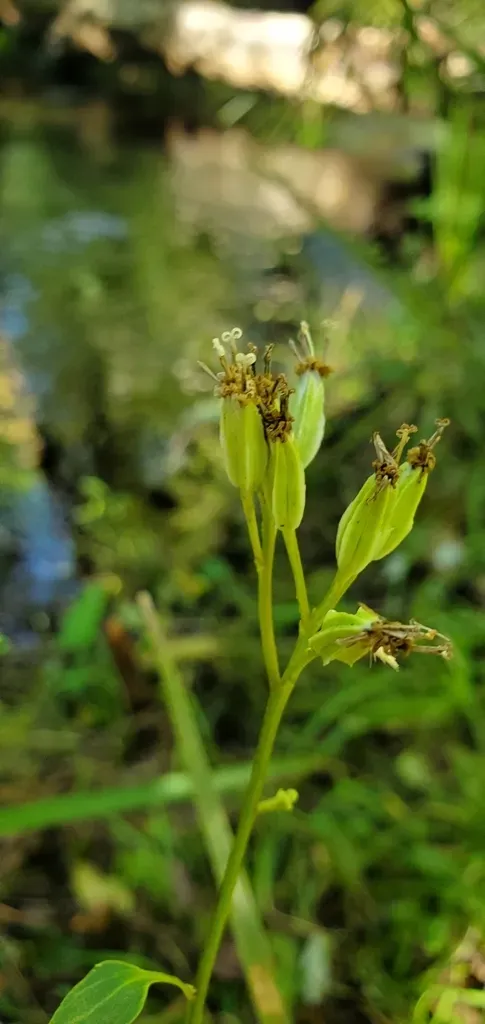 Variableleaf Indian Plantain