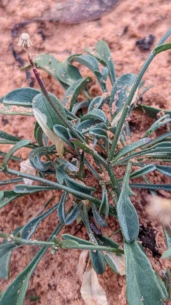 Clear Creek Fleabane