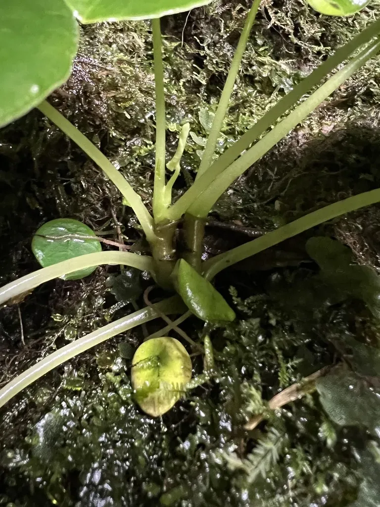 Peperomia Tropeoloides