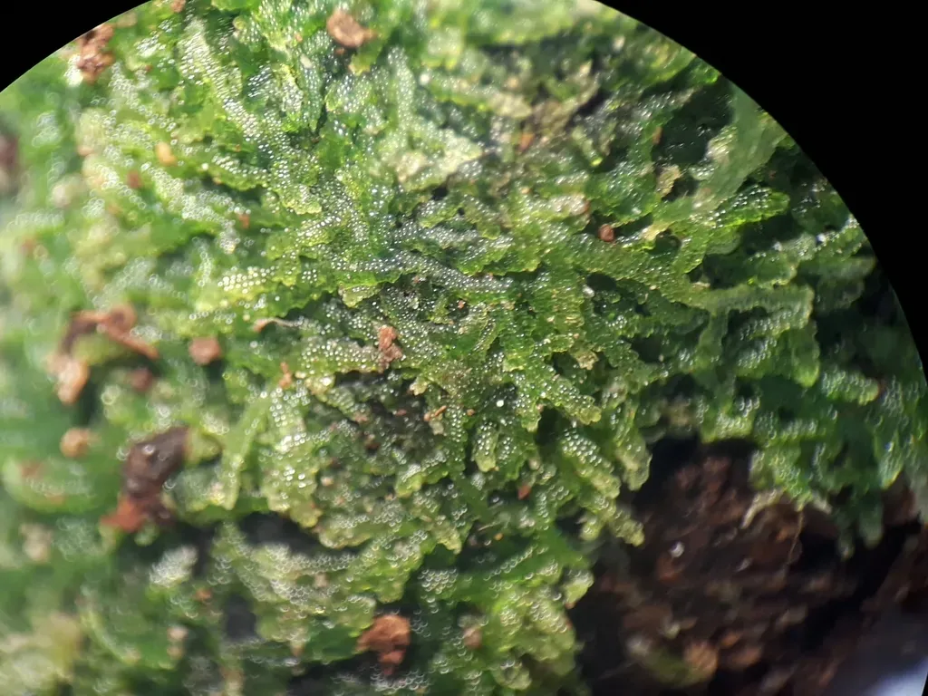 Zoopsis Argentea